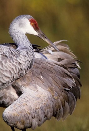 Picture of USA, FLORIDA SANDHILL CRANE PREENING FEATHERS