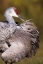 Picture of USA, FLORIDA SANDHILL CRANE PREENING FEATHERS