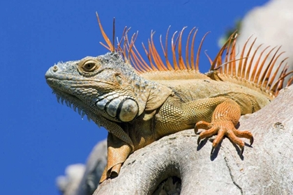 Picture of FLORIDA, LIGHTHOUSE POINT MALE IGUANA ON TREE