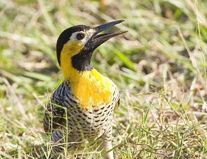 Picture of BRAZIL, PANTANAL CAMPO FLICKA IN GROUND COVER