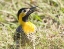 Picture of BRAZIL, PANTANAL CAMPO FLICKA IN GROUND COVER