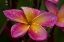 Picture of ECUADOR, NAPO WILDLIFE CENTER PLUMERIA FLOWER
