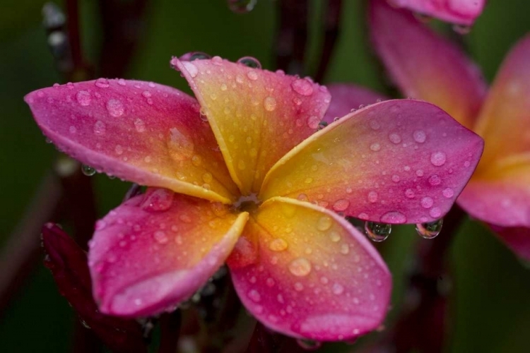 Picture of ECUADOR, NAPO WILDLIFE CENTER PLUMERIA FLOWER