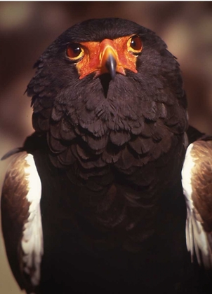 Picture of KENYA, SAMBURU NATIONAL RESERVE BATELEUR BIRD