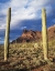 Picture of ARIZONA, SAGUARO CACTI IN ORGAN PIPE CACTUS NM