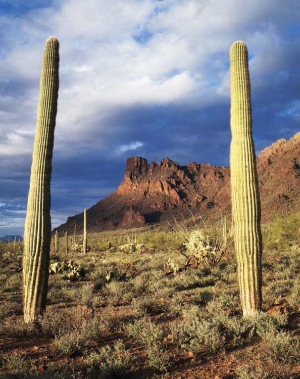 Picture of ARIZONA, SAGUARO CACTI IN ORGAN PIPE CACTUS NM