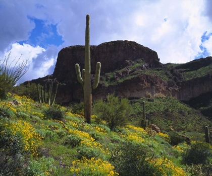 Picture of ARIZONA, SAGUARO CACTI IN ORGAN PIPE CACTUS NM