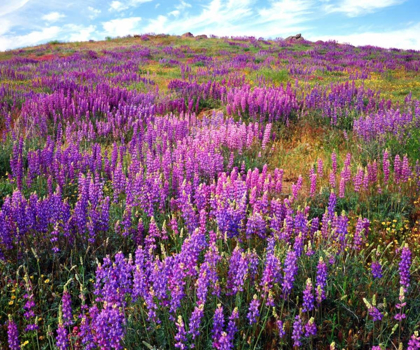 Picture of CALIFORNIA, CUYAMACA RANCHO SP LUPINE FLOWERS