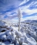 Picture of CALIFORNIA, ANZA-BORREGO A SNOW COVERED YUCCA