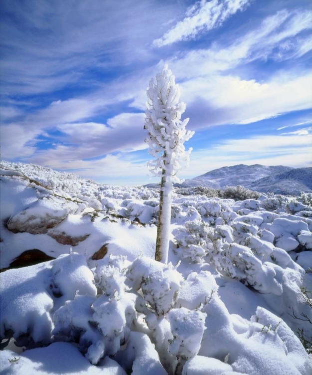 Picture of CALIFORNIA, ANZA-BORREGO A SNOW COVERED YUCCA