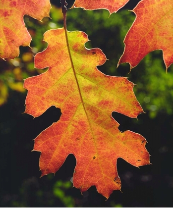Picture of CA, AN OAK LEAF IN SIX RIVERS NATIONAL FORREST