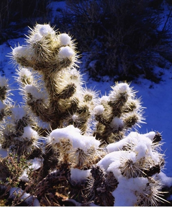 Picture of CA, JOSHUA TREE NP SNOW-COVERED CHOLLA CACTUS