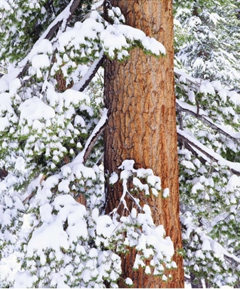 Picture of CA, SIERRA NEVADA FRESH SNOW ON RED FIR TREES