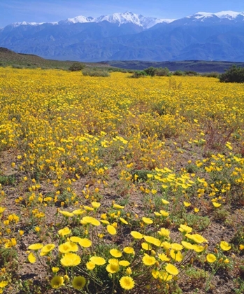 Picture of CA, SIERRA NEVADA FLOWERS IN THE OWENS VALLEY