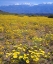 Picture of CA, SIERRA NEVADA FLOWERS IN THE OWENS VALLEY