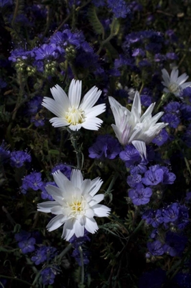 Picture of CA, ANZA-BORREGO CHICORY AND PHACELIA FLOWERS