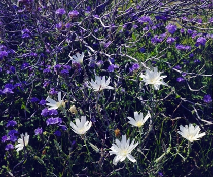 Picture of CA, ANZA-BORREGO CHICORY AND PHACELIA FLOWERS