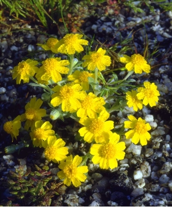 Picture of CA, ANZA-BORREGO MORNING DEW ON DAISY FLOWERS