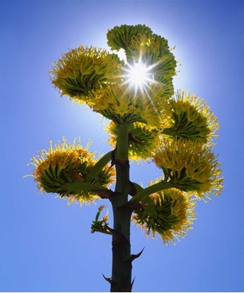 Picture of CA, ANZA-BORREGO YELLOW FLOWER BACKLIT BY SUN
