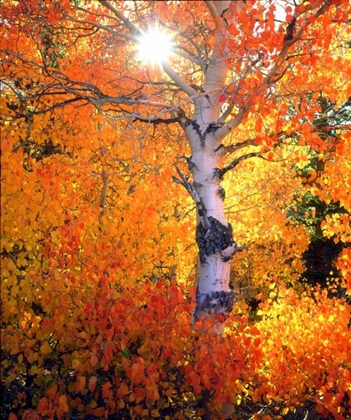 Picture of CA, AUTUMN OF ASPEN TREES IN THE SIERRA NEVADA