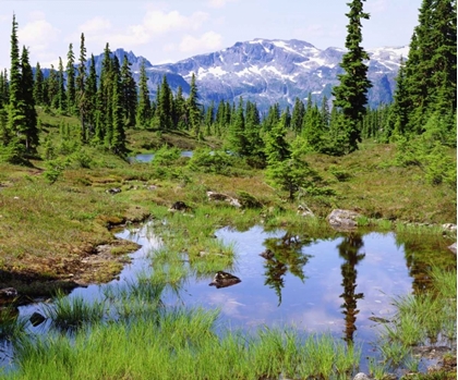 Picture of CANADA, BC, VANCOUVER A TARN IN THE COUNTRY