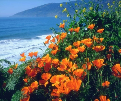 Picture of CA, CALIFORNIA POPPIES ALONG THE PACIFIC COAST
