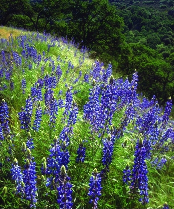 Picture of CA, SIERRAS, SEQUOIA NP LUPINES IN THE FOREST