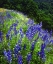 Picture of CA, SIERRAS, SEQUOIA NP LUPINES IN THE FOREST