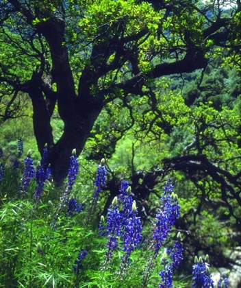 Picture of CA, SIERRAS, SEQUOIA NP LUPINES IN THE FOREST