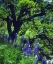 Picture of CA, SIERRAS, SEQUOIA NP LUPINES IN THE FOREST