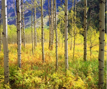 Picture of CO, ROCKY MTS, ASPENS IN AUTUMN IN THE ROCKIES