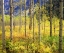 Picture of CO, ROCKY MTS, ASPENS IN AUTUMN IN THE ROCKIES