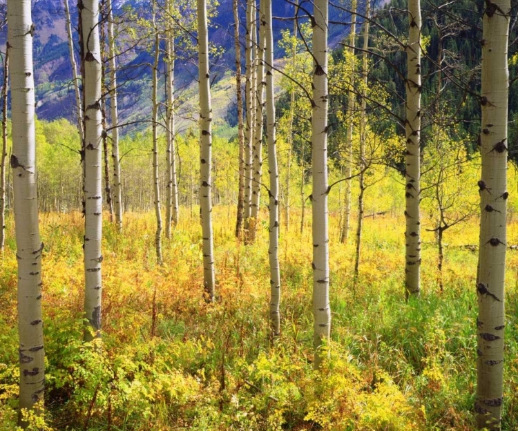 Picture of CO, ROCKY MTS, ASPENS IN AUTUMN IN THE ROCKIES