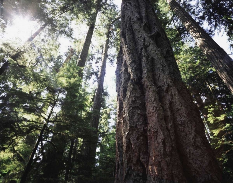 Picture of CANADA, VANCOUVER THIS OLD-GROWTH DOUGLAS FIR