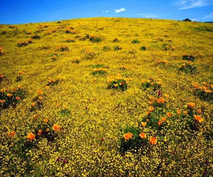 Picture of CA, CLEVELAND NF FLOWERS AFTER THE CEDAR FIRE