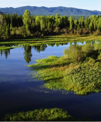 Picture of WY, GRAND TETONS A MEADOW IN THE GRAND TETONS