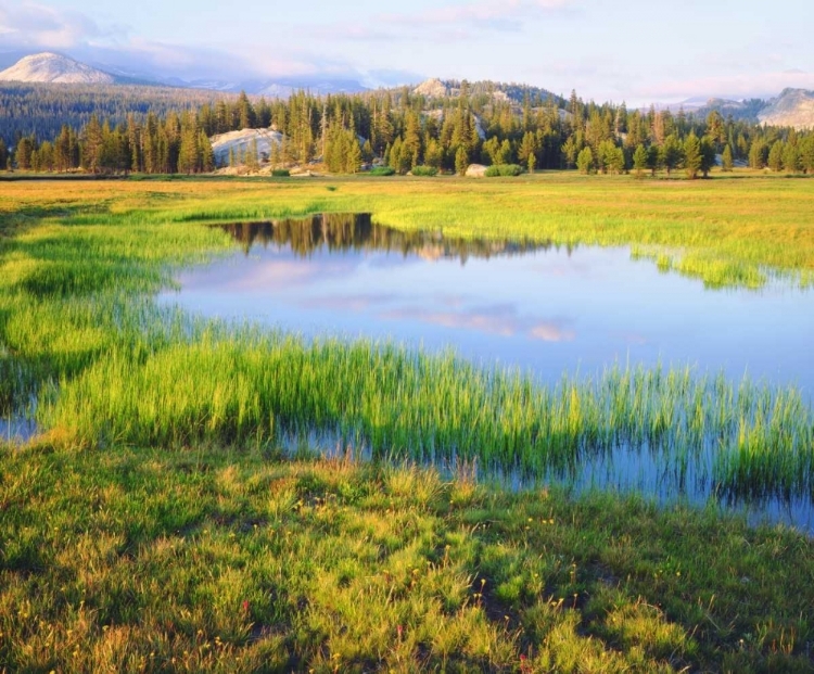 Picture of CA, YOSEMITE THE TUOLUMNE RIVER IN THE MEADOW