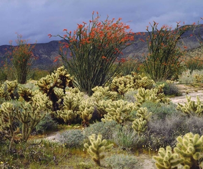 Picture of CA, ANZA-BORREGO BLOOMING OCOTILLO AND CHOLLA