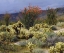 Picture of CA, ANZA-BORREGO BLOOMING OCOTILLO AND CHOLLA