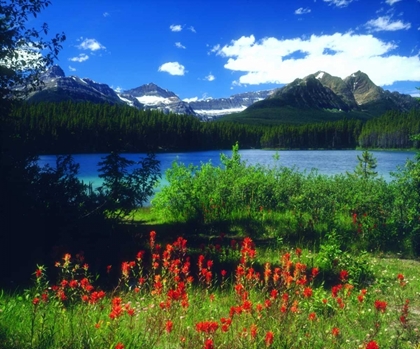 Picture of CANADA, ALBERTA, INDIAN PAINTBRUSH IN BANFF NP