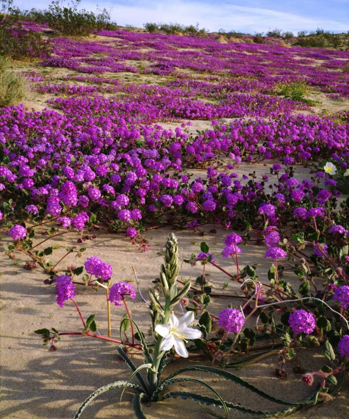 Picture of CA, ANZA-BORREGO DESERT LILY AND SAND VERBENA