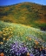 Picture of CA, LAKE ELSINORE FLOWERS COVERING A HILLSIDE