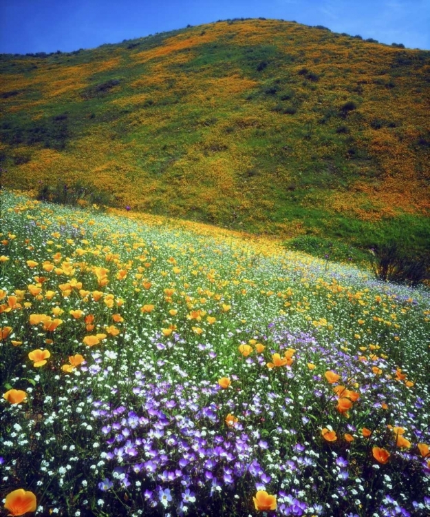 Picture of CA, LAKE ELSINORE FLOWERS COVERING A HILLSIDE