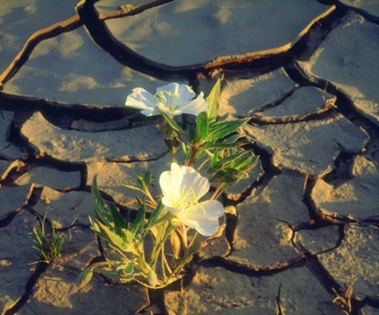 Picture of CA, ANZA-BORREGO DUNE PRIMROSE IN CRACKED MUD