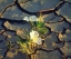 Picture of CA, ANZA-BORREGO DUNE PRIMROSE IN CRACKED MUD