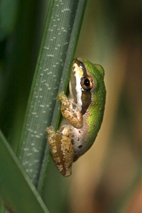 Picture of CA, SAN DIEGO, MISSION TRAILS GREEN TREE FROG