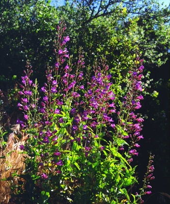 Picture of CA, SAN DIEGO, MISSION TRAILS SHOWY PENSTEMON