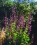 Picture of CA, SAN DIEGO, MISSION TRAILS SHOWY PENSTEMON