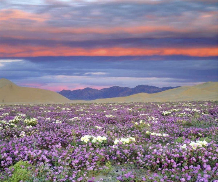 Picture of CA, ANZA-BORREGO DESERT WILDFLOWERS AT SUNSET