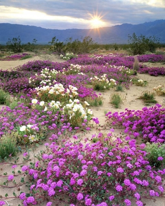 Picture of CA, ANZA-BORREGO DESERT WILDFLOWERS AT SUNSET
